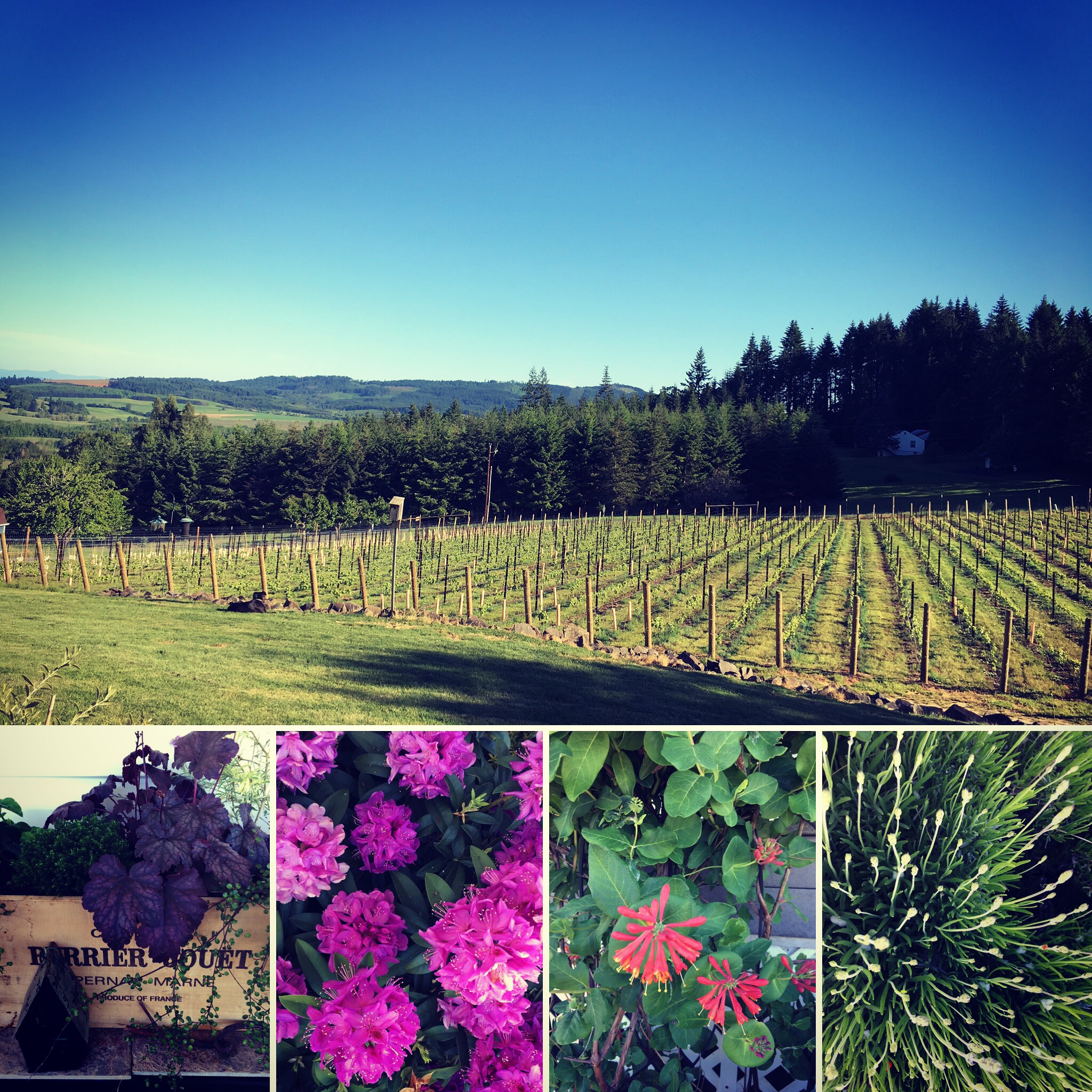 Bluebird Hill Cellars June 2017