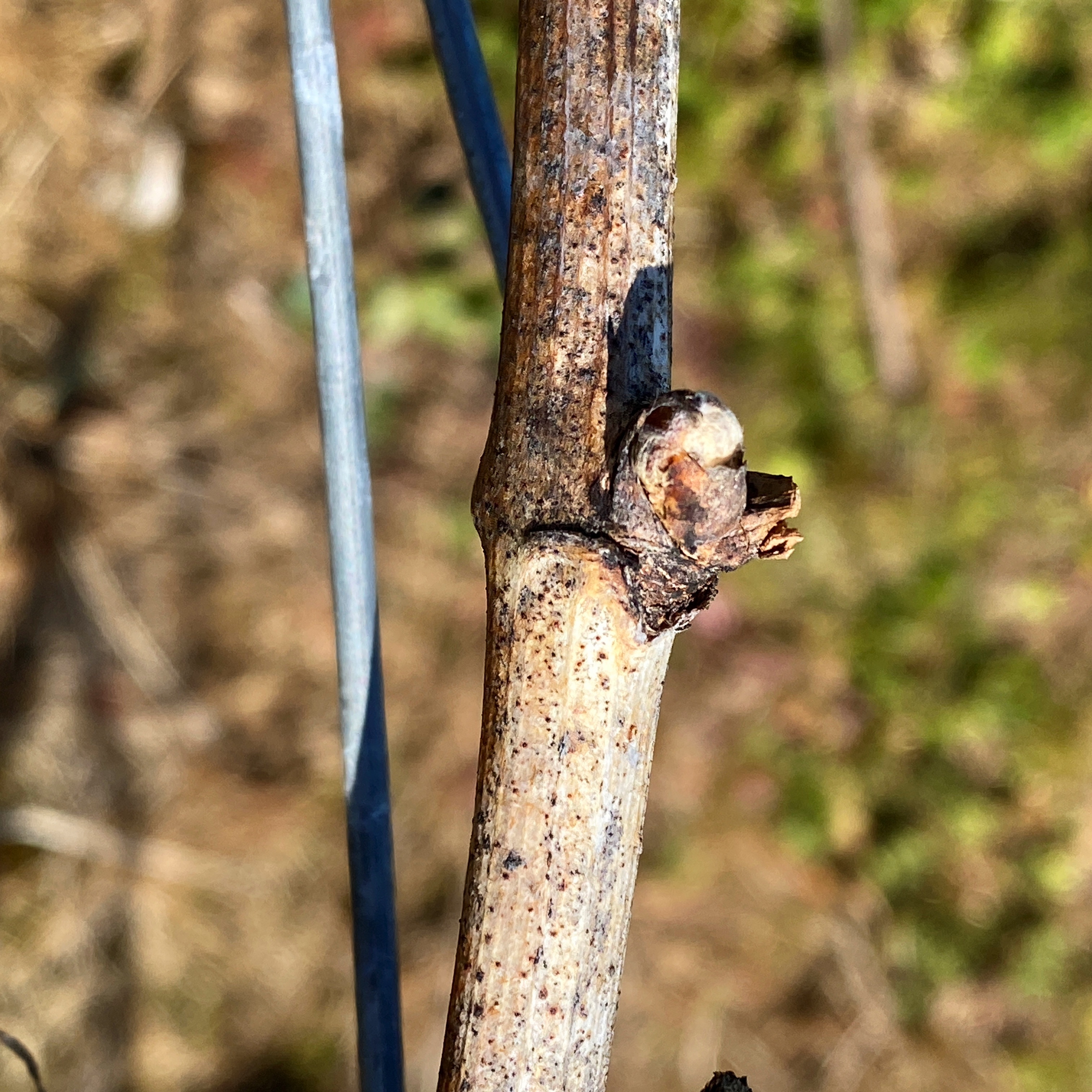 Buds starting to push through in the Pinot Noir