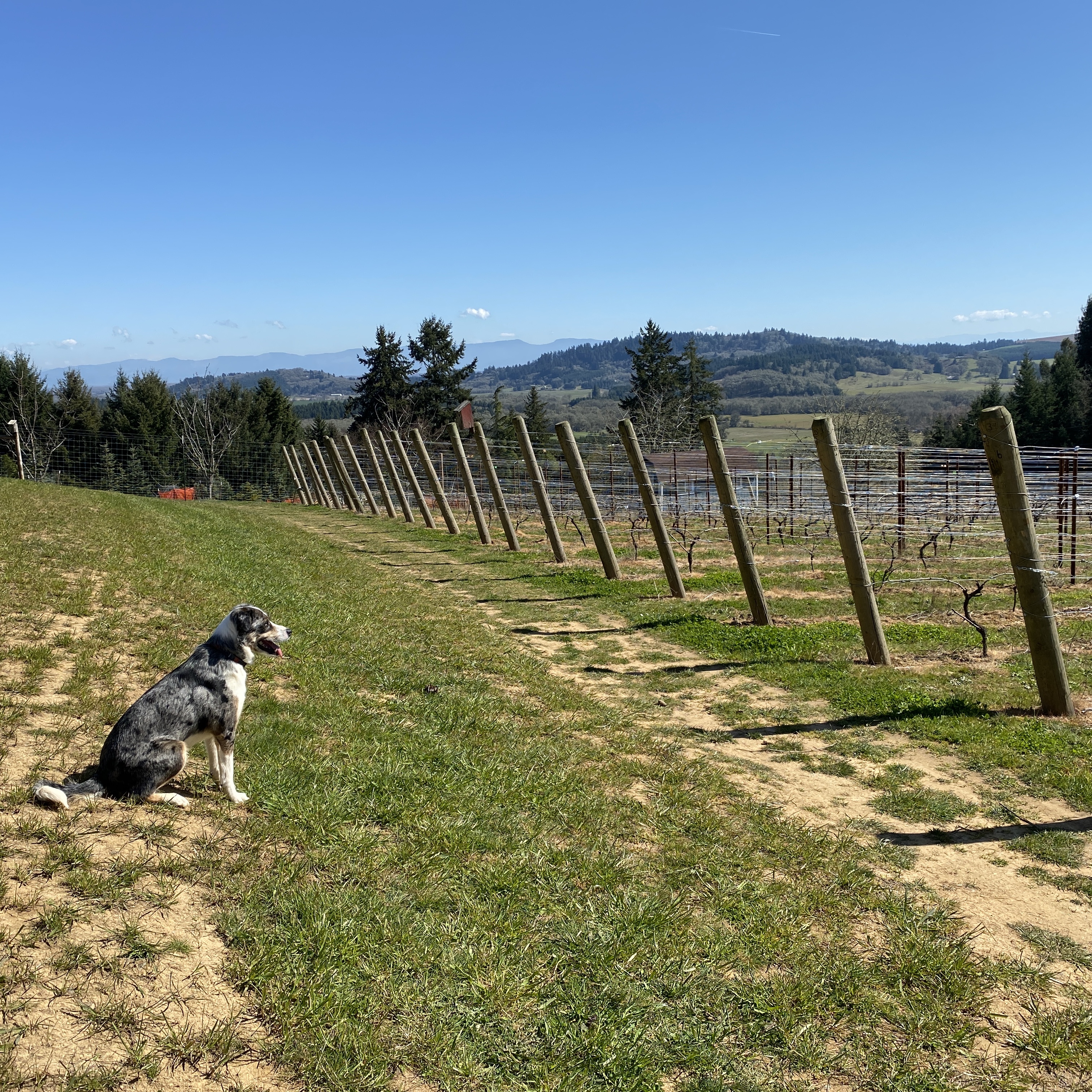 Willie guarding the vineyard