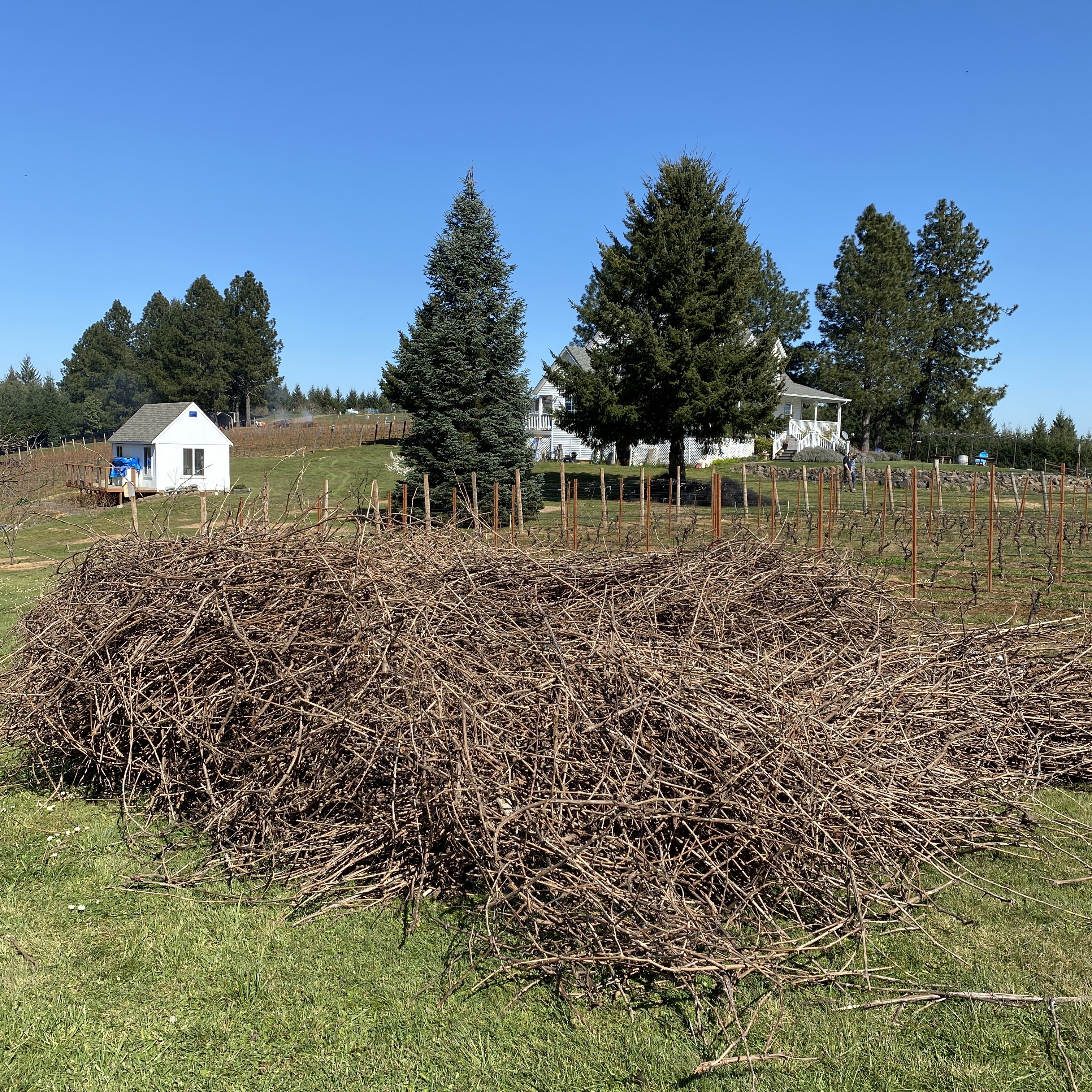 Vine cuttings from the South Block