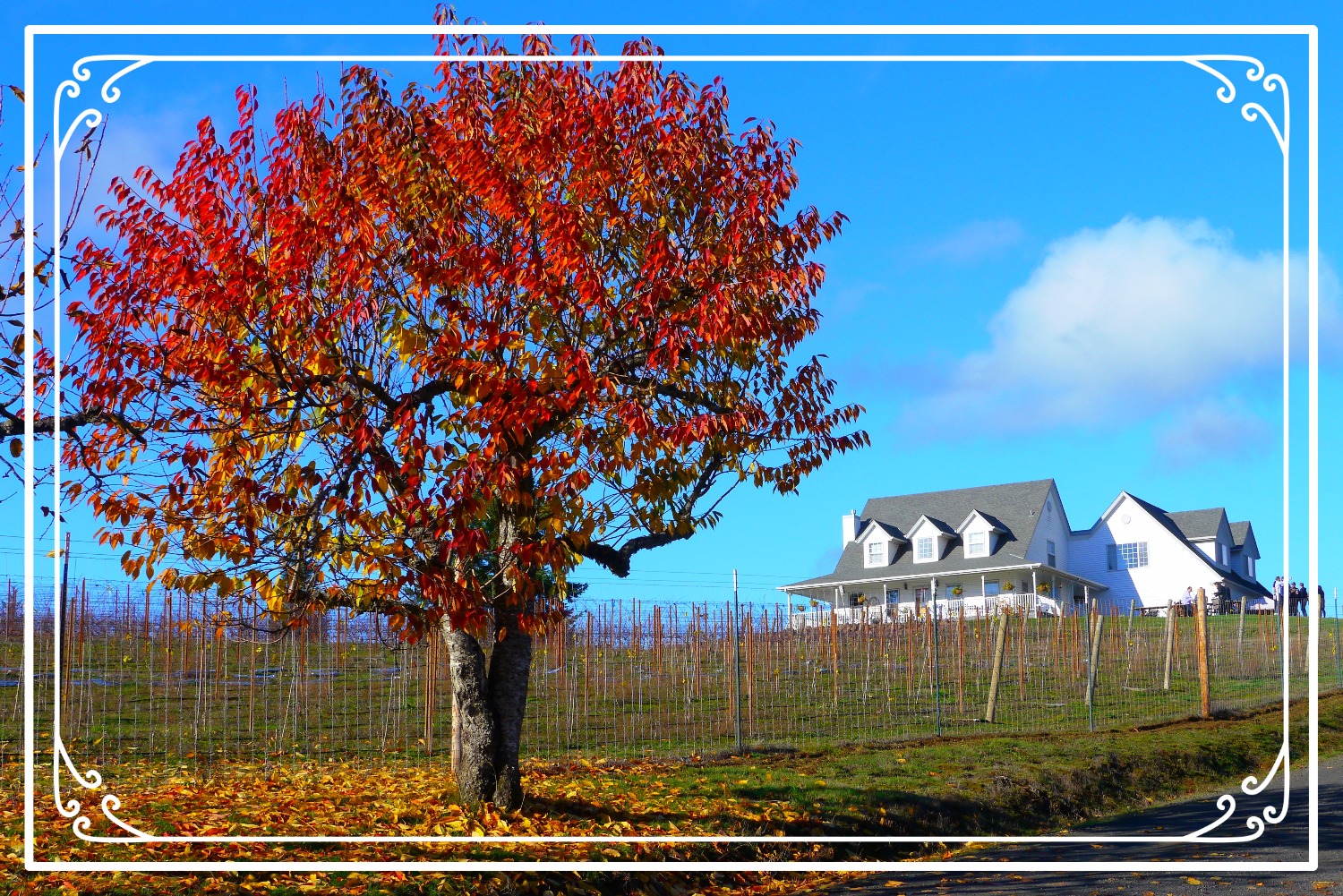 Bluebird Hill Farm, B&B and Cellars