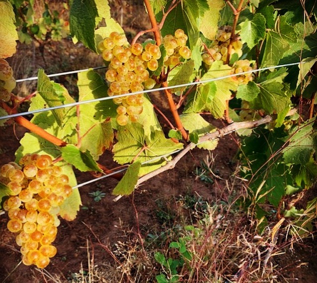 Bluebird Hill Chardonnay